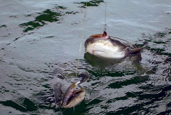 Fish - pescuit-amator-la-somn-si-cimpul-de-lupta-2.jpg